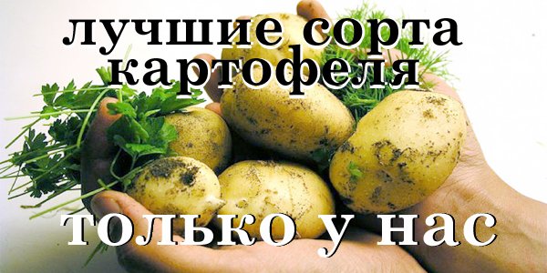 Отборные сорта картофеля